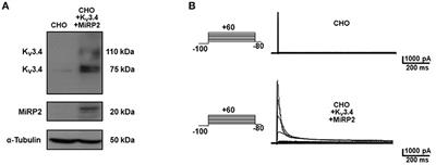 Synthesis and Pharmacological Evaluation of a Novel Peptide Based on Anemonia sulcata BDS-I Toxin as a New KV3.4 Inhibitor Exerting a Neuroprotective Effect Against Amyloid-β Peptide